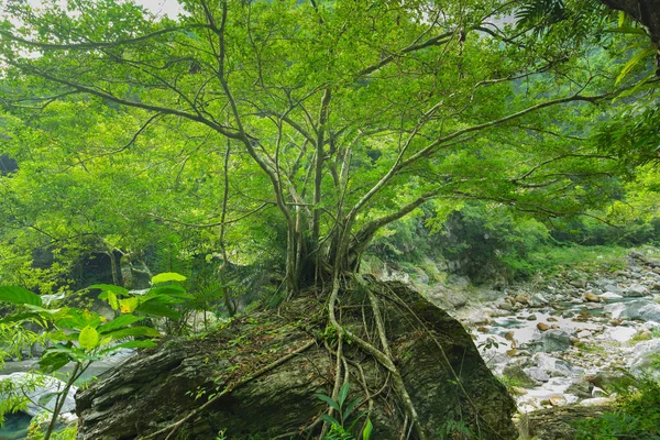 Hualien Tajwan Taroko Scenic Area Duże Drzewa Głazy Shakaxi Stream — Zdjęcie stockowe