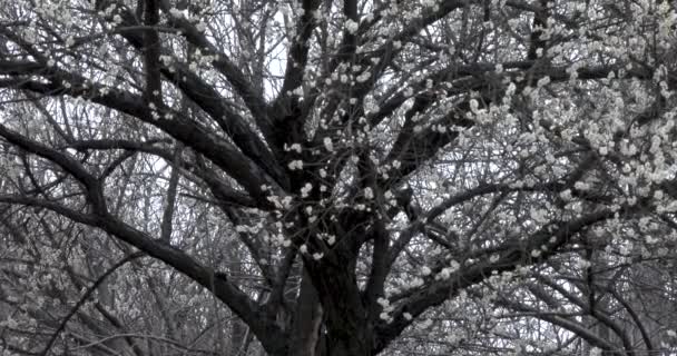 Primavera Temprana Ciruela Florece Después Del Invierno Flores Ciruela Blancas — Vídeos de Stock