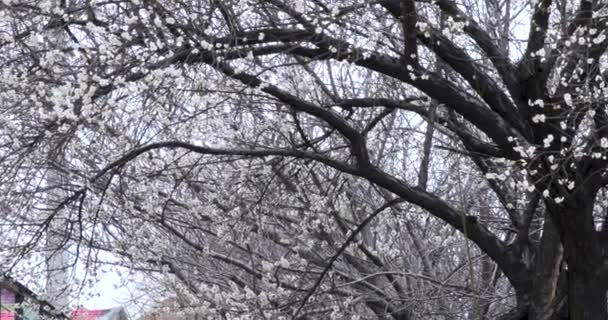 Vroege Lente Pruim Bloeit Winter Elegant Schoon Witte Pruim Bloeit — Stockvideo