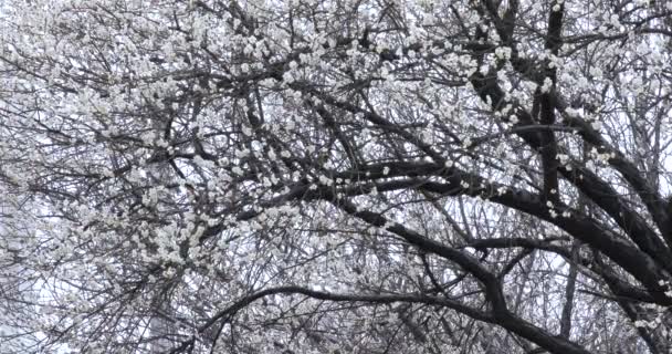 Vroege Lente Pruim Bloeit Winter Elegant Schoon Witte Pruim Bloeit — Stockvideo