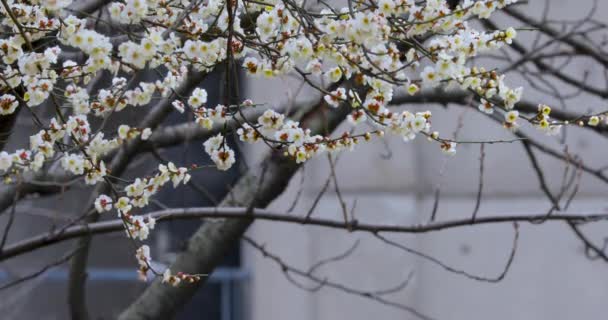 Les Pruniers Début Printemps Fleurissent Après Hiver Les Pruniers Blancs — Video