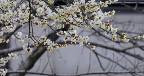 初春の梅の花は冬の後 エレガントできれいな白い梅の花 — ストック動画