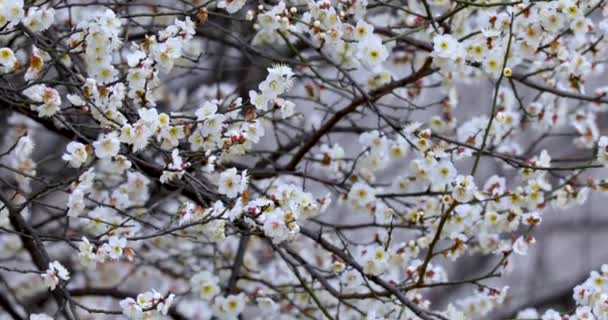 Flores Adiantadas Ameixa Mola Após Inverno Flores Brancas Elegantes Limpas — Vídeo de Stock