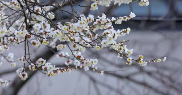 Vorfrühling Pflaumenblüten Nach Dem Winter Elegante Und Saubere Weiße Pflaumenblüten — Stockvideo