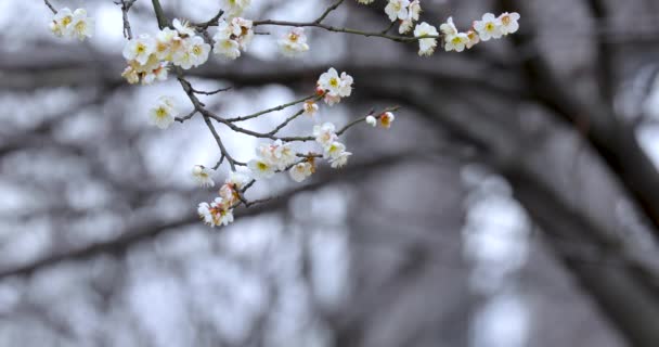 Flores Adiantadas Ameixa Mola Após Inverno Flores Brancas Elegantes Limpas — Vídeo de Stock