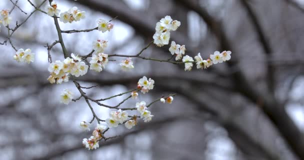 Early Spring Plum Blossoms Winter Elegant Clean White Plum Blossoms — Stock Video