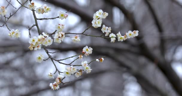 Les Pruniers Début Printemps Fleurissent Après Hiver Les Pruniers Blancs — Video