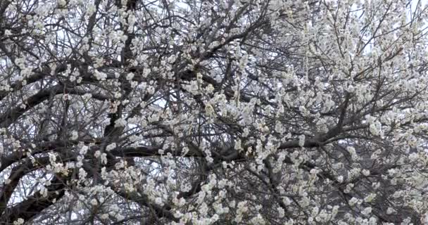 Primavera Temprana Ciruela Florece Después Del Invierno Flores Ciruela Blancas — Vídeo de stock