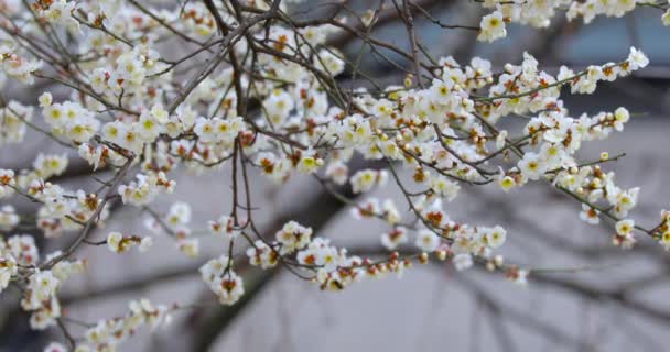 初春の梅の花は冬の後 エレガントできれいな白い梅の花 — ストック動画