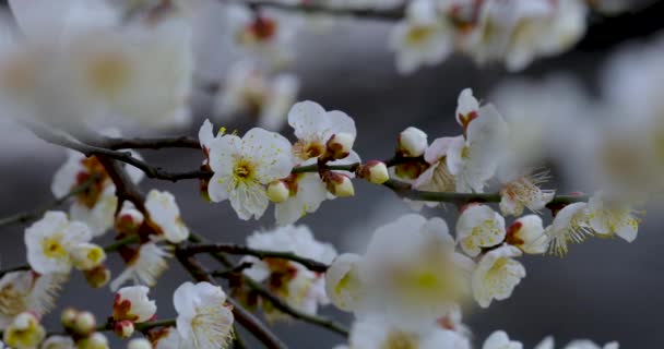 Kora Tavasszal Szilvavirág Tél Után Elegáns Tiszta Fehér Szilvavirág — Stock videók