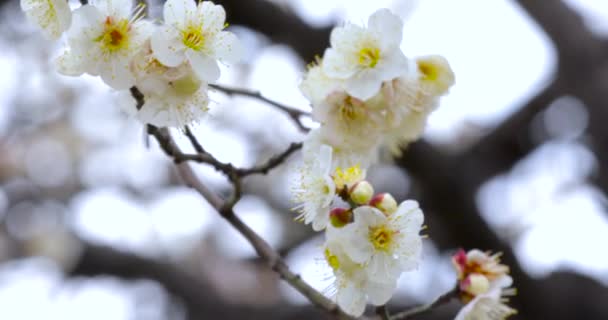 Časné Jarní Švestkové Květy Zimě Elegantní Čisté Bílé Švestkové Květy — Stock video