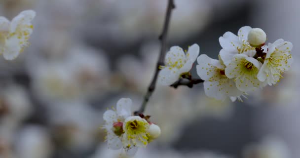 Flores Adiantadas Ameixa Mola Após Inverno Flores Brancas Elegantes Limpas — Vídeo de Stock