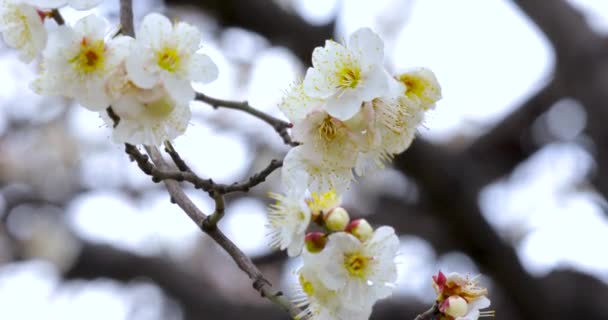 Vorfrühling Pflaumenblüten Nach Dem Winter Elegante Und Saubere Weiße Pflaumenblüten — Stockvideo