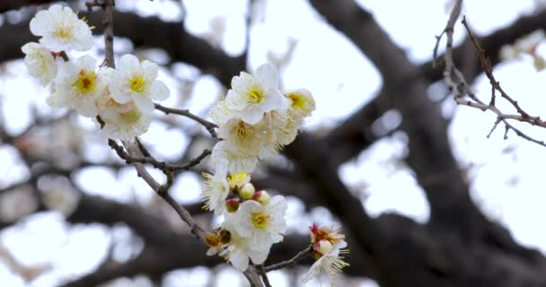 初春の梅の花は冬の後 エレガントできれいな白い梅の花 — ストック動画