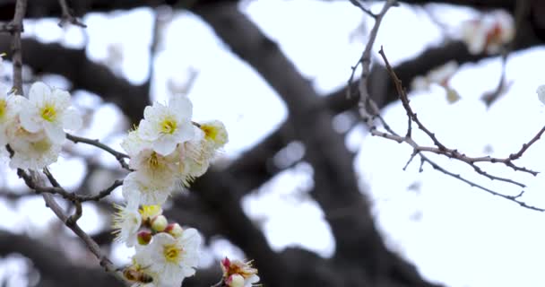 Vorfrühling Pflaumenblüten Nach Dem Winter Elegante Und Saubere Weiße Pflaumenblüten — Stockvideo