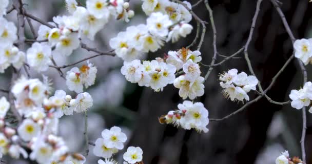 Časné Jarní Švestkové Květy Zimě Elegantní Čisté Bílé Švestkové Květy — Stock video