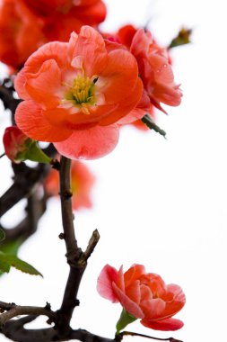 Kışın ilk baharlarında, pembe uzun ömürlü erik çiçek açtı.