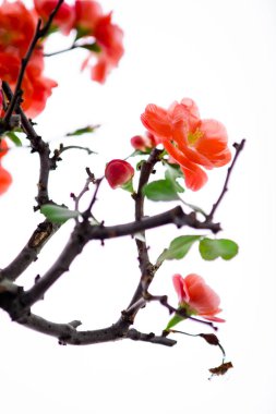 Kışın ilk baharlarında, pembe uzun ömürlü erik çiçek açtı.