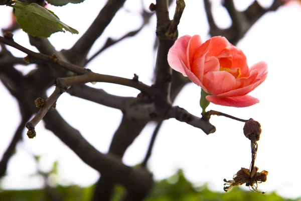 Tôt Printemps Après Hiver Prune Rose Fleuri — Photo