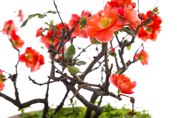 All Inizio Della Primavera Dopo Inverno Rosa Longevità Prugna Fiorito — Foto Stock