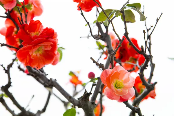 Early Spring Winter Pink Longevity Plum Blossomed — Stock Photo, Image