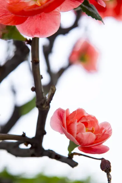 Tidig Vår Efter Vinter Blommade Rosa Långlivat Plommon — Stockfoto