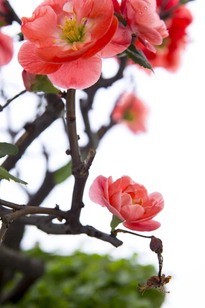冬天过后的早春 粉红的长寿梅花盛开 — 图库照片