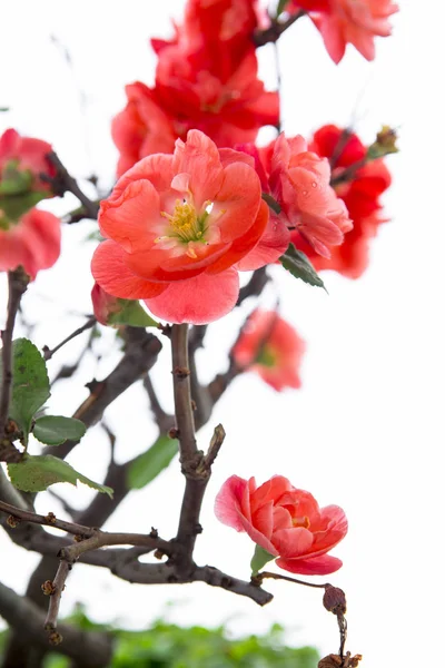 冬の初春に ピンクの長寿梅が咲きました — ストック写真