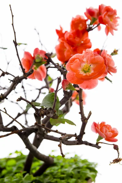 Časné Jaro Zimě Růžová Švestka Dlouhověkost Kvetla — Stock fotografie