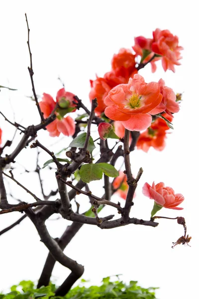 Tidig Vår Efter Vinter Blommade Rosa Långlivat Plommon — Stockfoto