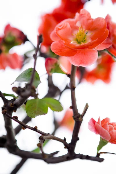 Tidig Vår Efter Vinter Blommade Rosa Långlivat Plommon — Stockfoto