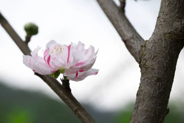 Taiwan Cherry Blossom Season Blooming White Yae Cherry — 图库照片