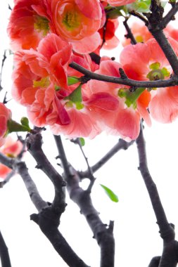 Soğuk kış, pembe uzun yaşam erik çiçekleri.