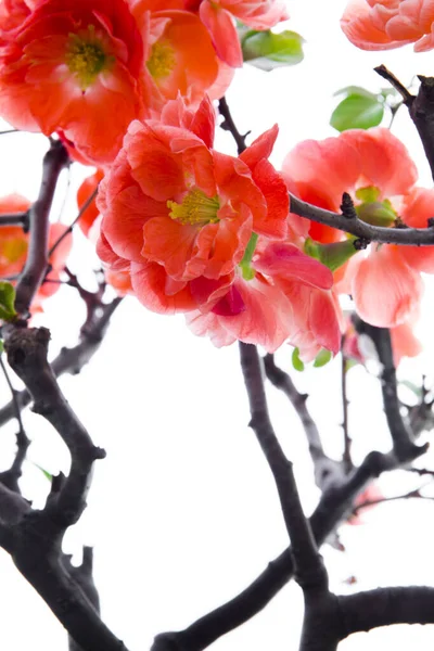 Cold winter, pink longevity plum blossoms