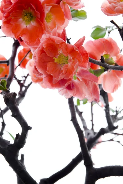 Cold winter, pink longevity plum blossoms