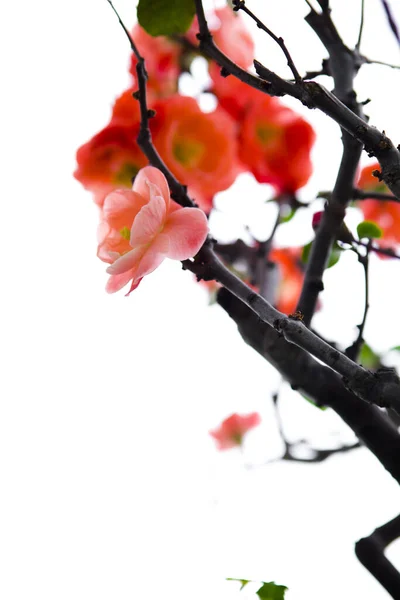 寒い冬 ピンクの長寿梅の花 — ストック写真