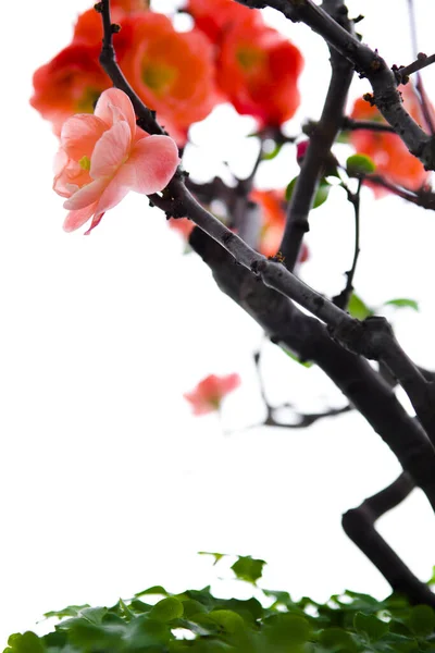 Cold Winter Pink Longevity Plum Blossoms — Stock Photo, Image