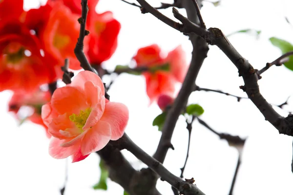 寒い冬 ピンクの長寿梅の花 — ストック写真