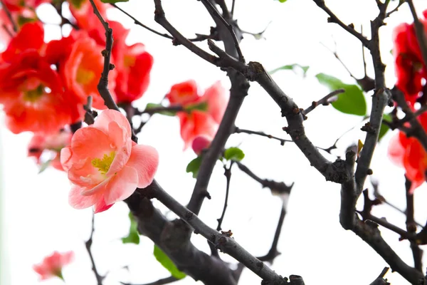 寒い冬 ピンクの長寿梅の花 — ストック写真