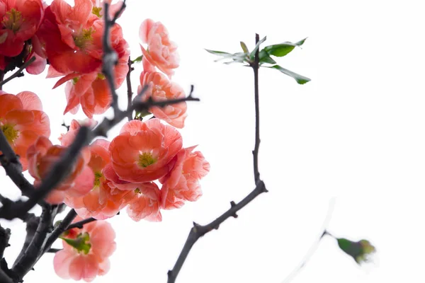 Cold Winter Pink Longevity Plum Blossoms — Stock Photo, Image