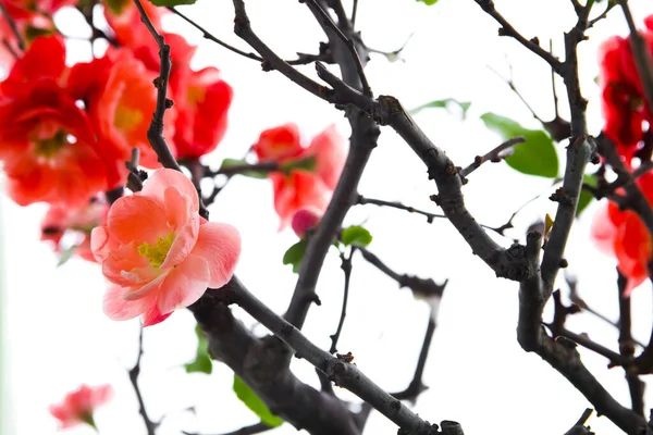 Cold winter, pink longevity plum blossoms