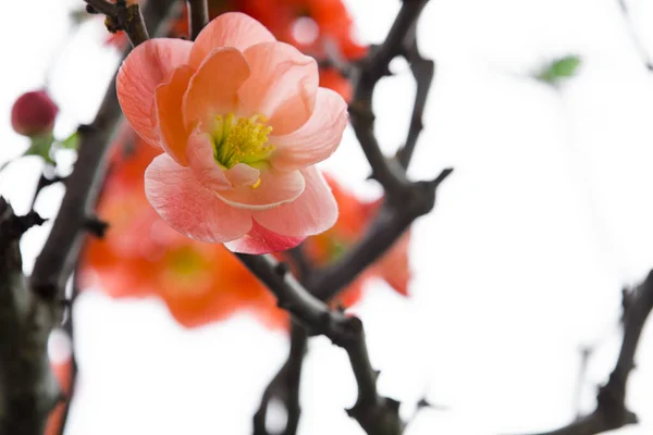 Hiver Froid Longévité Rose Fleurs Prunier — Photo