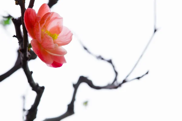 Kalter Winter Rosa Pflaumenblüten Mit Langer Lebensdauer — Stockfoto