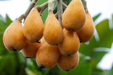 Loquat meyvesi, adını bir lavtaya benzeyen şeklinden alır.