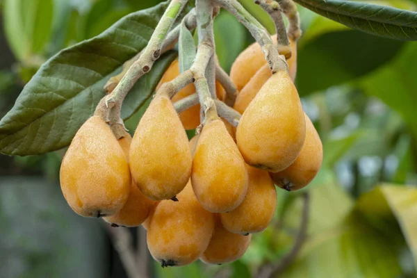 Fruto Loquat Llamado Así Por Forma Parecida Instrumento Laúd —  Fotos de Stock