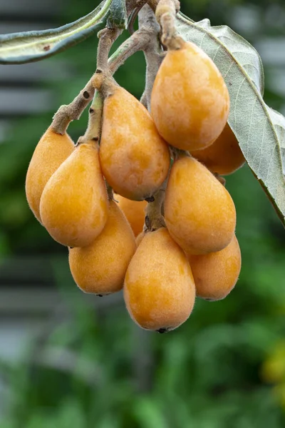 Frutto Loquat Chiamato Sua Forma Simile Uno Strumento Liuto — Foto Stock