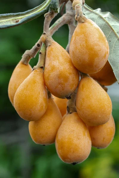 Frutto Loquat Chiamato Sua Forma Simile Uno Strumento Liuto — Foto Stock