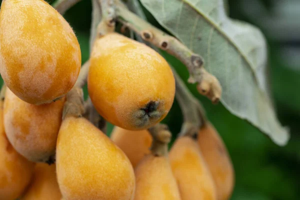 Fruto Loquat Llamado Así Por Forma Parecida Instrumento Laúd —  Fotos de Stock