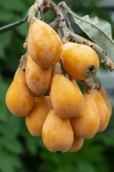 Fruto Loquat Llamado Así Por Forma Parecida Instrumento Laúd —  Fotos de Stock