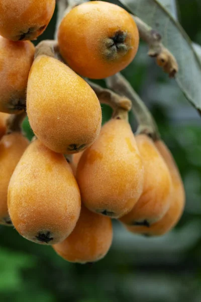 Fruto Loquat Llamado Así Por Forma Parecida Instrumento Laúd —  Fotos de Stock